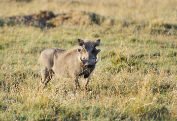 A warthog staring at Camera
