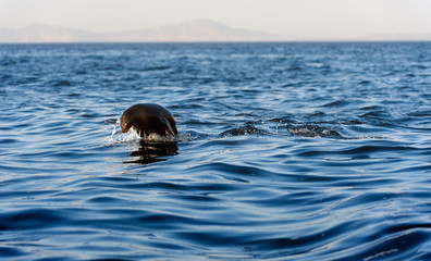 Naklejka premium Seals swim and jumping out of water .