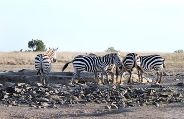 Fototapeta na wymiar Zebry w pobliżu zbiornika wodnego