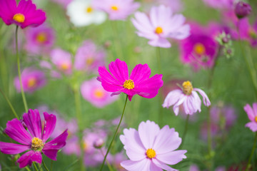 cosmos flower