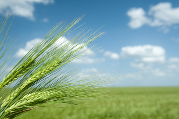 green wheat field and blue sky spring landscape