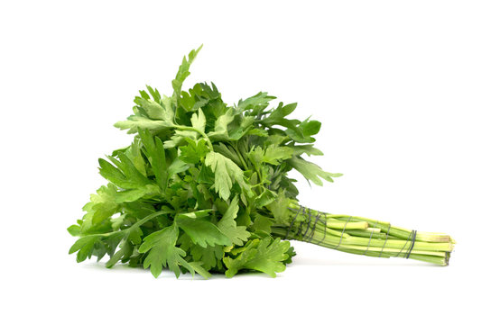 close up of fresh green parsley
