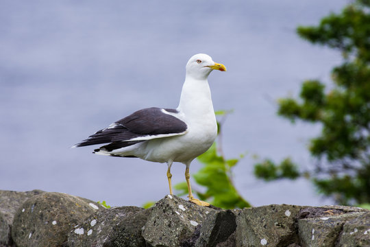 Lesser Black-backed Gull ( Larus fuscus)