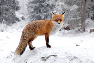 Red fox standing on snowy clearing in winter forest wildlife portrait