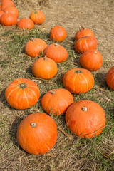 pumpkins