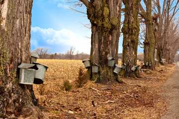 Line of Maple Syrup Buckets