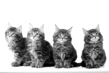 Fototapeta na wymiar four kittens