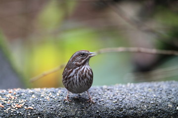 Song Sparrow (Melospiza melodia) in Canada