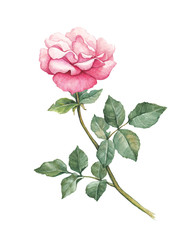 Obraz premium Watercolor illustration of rose flower