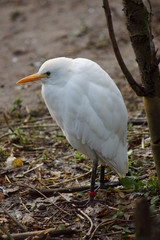 Cattle Egret - Bubulcus ibis