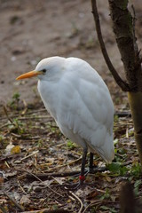 Cattle Egret - Bubulcus ibis