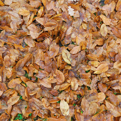 Fallen brown leaves on the ground texture