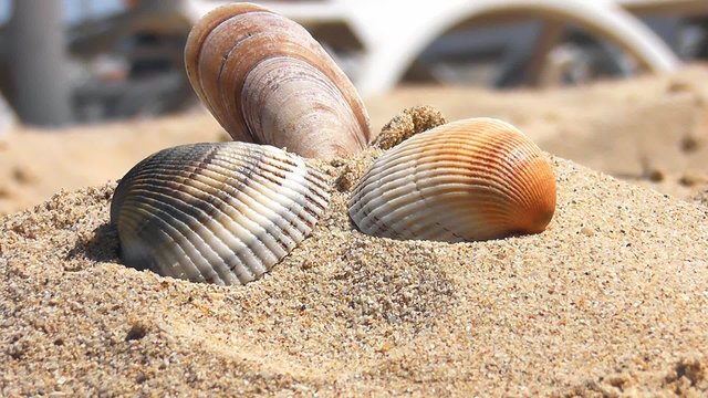 shell on beach