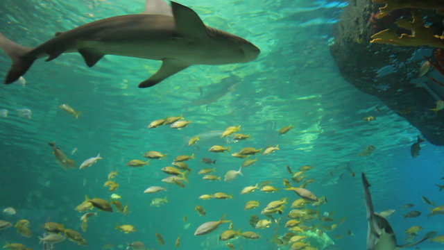 Aquarium with shark