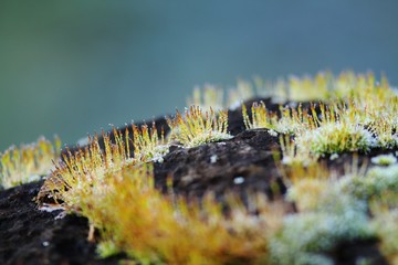 Moos mit Reif auf einem Stein
