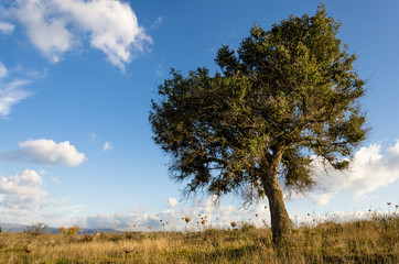 Fototapeta premium Quercia solitaria in Sardegna