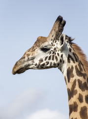 Giraffe portrait