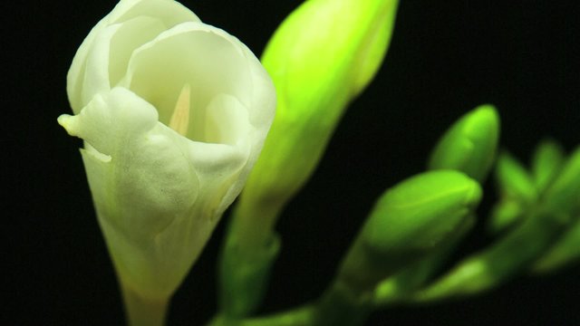 Beautiful White Freesia flower blooming in time lapse