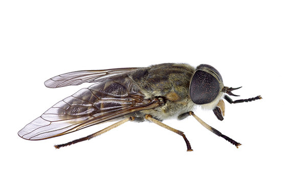Horsefly isolated on a white background (Tabanus sp.)