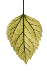 detail of a leaf on white background