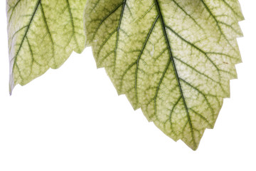 Naklejka na ściany i meble detail of a leaf on white background