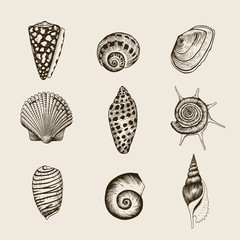 Obraz premium Set of vector vintage seashells.