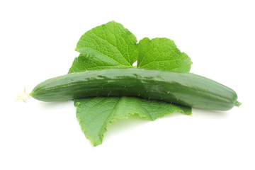 キュウリの収穫