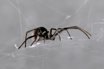 Spider, Australian Red-back, Lacrodectus Hasselti, female spider