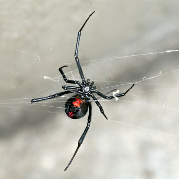 Spider, Australian Red-back,  female spider at rest on web