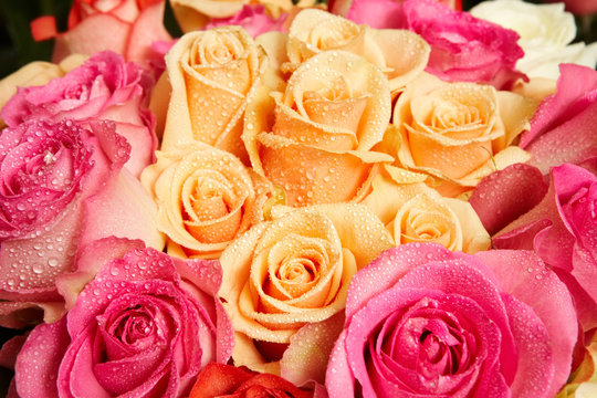 Fototapeta Fresh roses