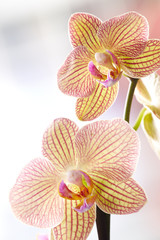 Fototapeta na wymiar Beautiful yellow orchids