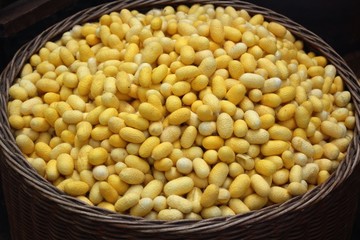 yellow cocoon silkworm