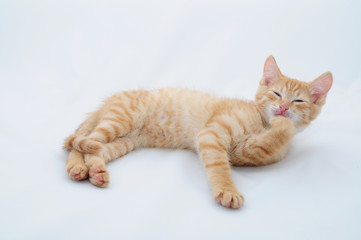 kitten washes his paw