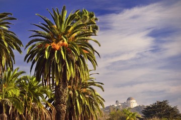 observatorio y palmeras en Hollywood