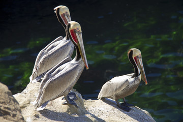 three pelicans sitting on the rocks