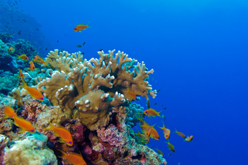 Fototapeta na wymiar coral reef at the bottom of tropical sea