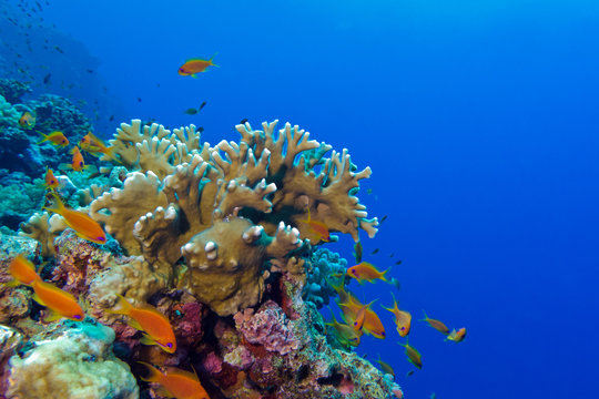 coral reef  at the bottom of tropical sea