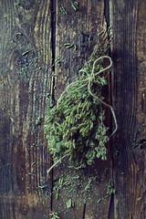 Bunch of wild oregano; dried