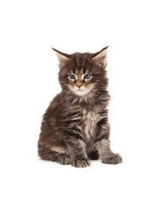 Naklejka premium Cute Maine Coon kitten