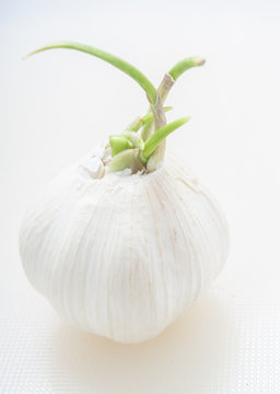 garlic on white background