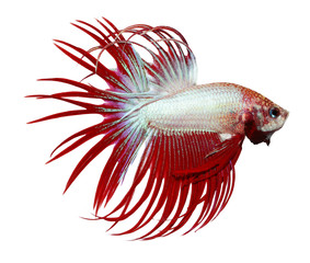 siamese fighting fish , betta isolated on white background