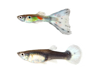 Guppy fish