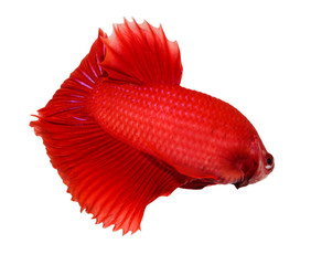 siamese fighting fish , betta isolated on white background