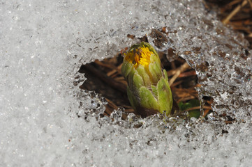 coltfoot, Tulissago farfara,  flower appear from the snow