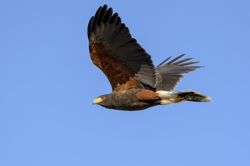 Harris Hawk in Flight