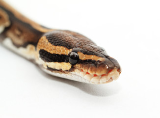 Ball Python close up