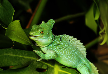 Close up of Green Basilisk Lizard