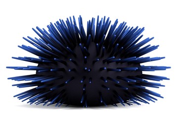 realistic 3d render of sea urchin