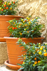 pots with ornamental nightshade on the stairs