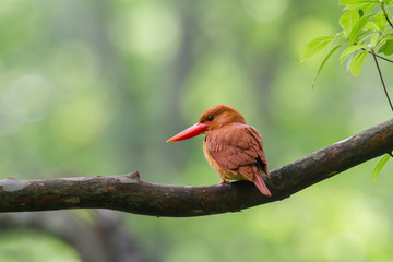 アカショウビン